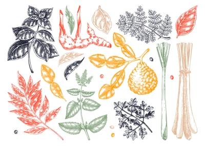 Asian cuisine herb and spice sketches set. Basil, curry, calangal, cilantro, lime drawing. Kitchen spices hand-drawn vector illustration. NOT AI genereted